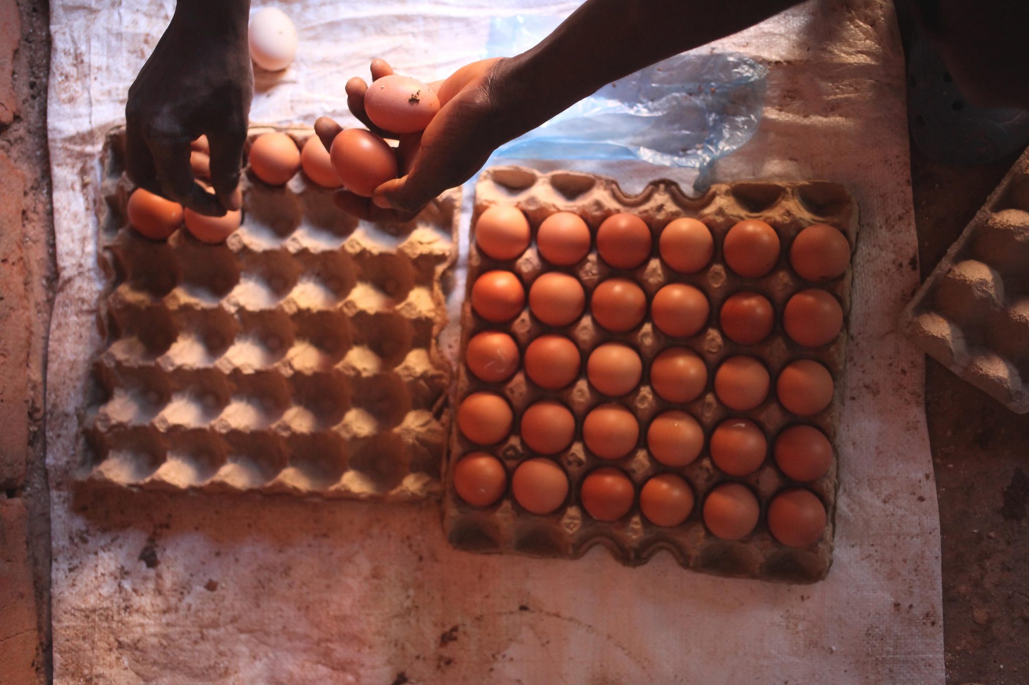 Egg Hub: A scalable and replicable model to enable local farmers, make protein nutrition affordable